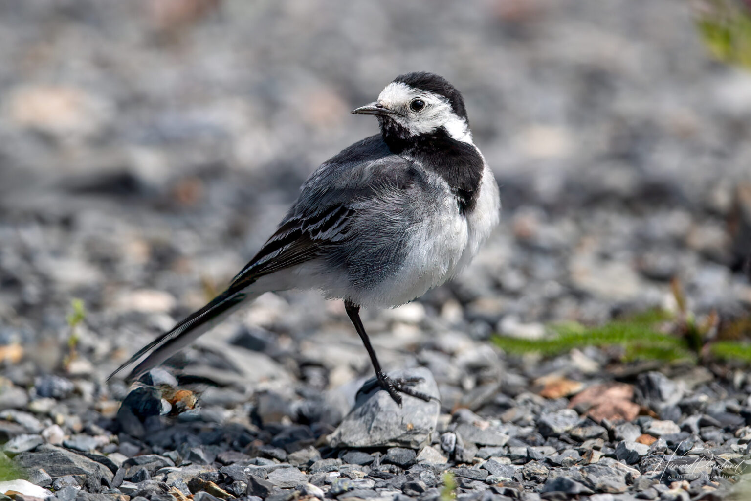 White Wagtail (Motacilla alba) @ Fornebu, Norway. Photo: Håvard Rosenlund