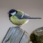 Great Tit (Parus major) @ Fornebu, Norway. Photo: Håvard Rosenlund