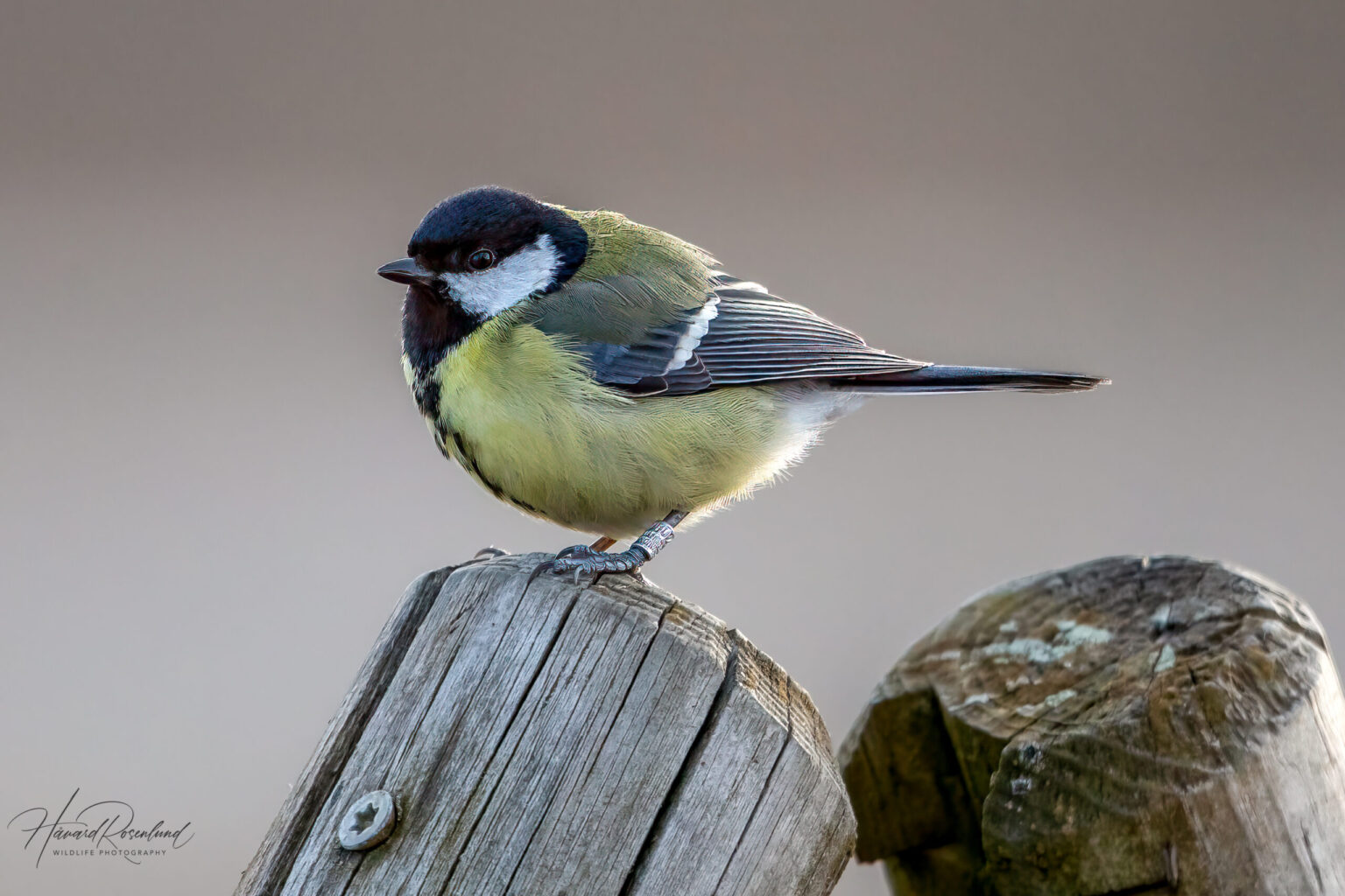 Great Tit (Parus major) @ Fornebu, Norway. Photo: Håvard Rosenlund