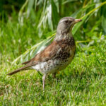 Fieldfare (Turdus pilaris) @ Botanical Garden, Oslo, Norway. Photo: Håvard Rosenlund