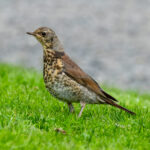 Fieldfare (Turdus pilaris) - Juvenile @ Botanical Garden, Oslo, Norway. Photo: Håvard Rosenlund
