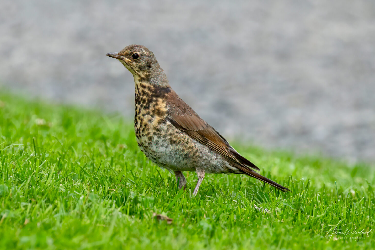 Fieldfare (Turdus pilaris) - Juvenile @ Botanical Garden, Oslo, Norway. Photo: Håvard Rosenlund
