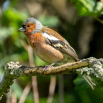 Common Chaffinch (Fringilla coelebs) @ Botanical Garden, Oslo, Norway. Photo: Håvard Rosenlund
