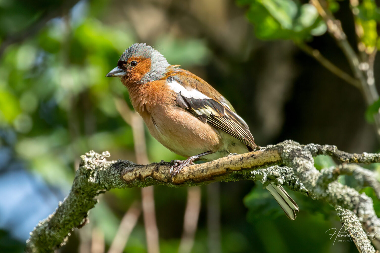 Common Chaffinch (Fringilla coelebs) @ Botanical Garden, Oslo, Norway. Photo: Håvard Rosenlund