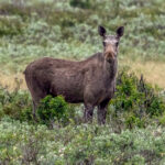 Moose (Alces alces) - Female @ Fokstumyra Nature Reserve, Norway. Photo: Håvard Rosenlund