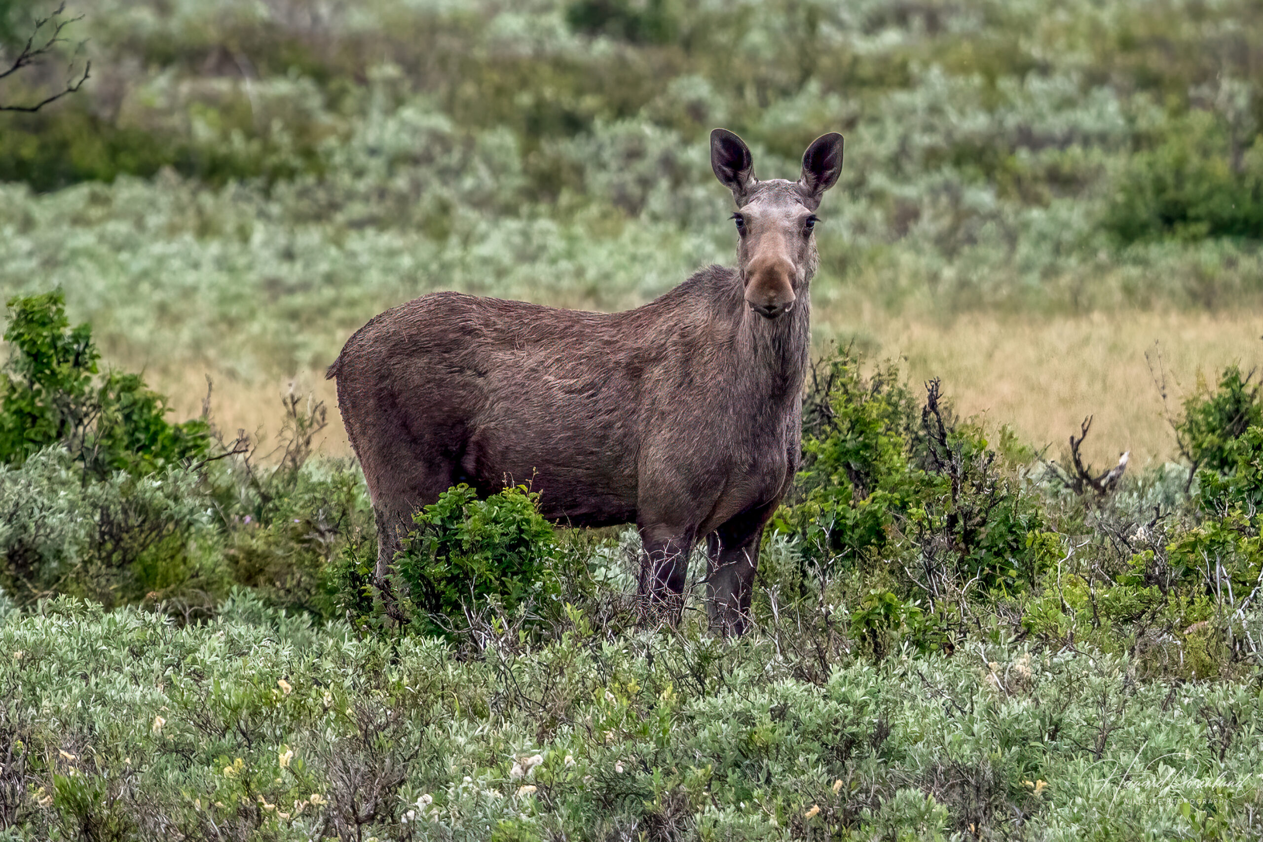 Elg (Alces alces) @ Fokstumyra Naturreservat. Foto: Håvard Rosenlund