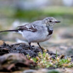 White Wagtail (Motacilla alba) - Juvenile @ Fornebu, Norway. Photo: Håvard Rosenlund
