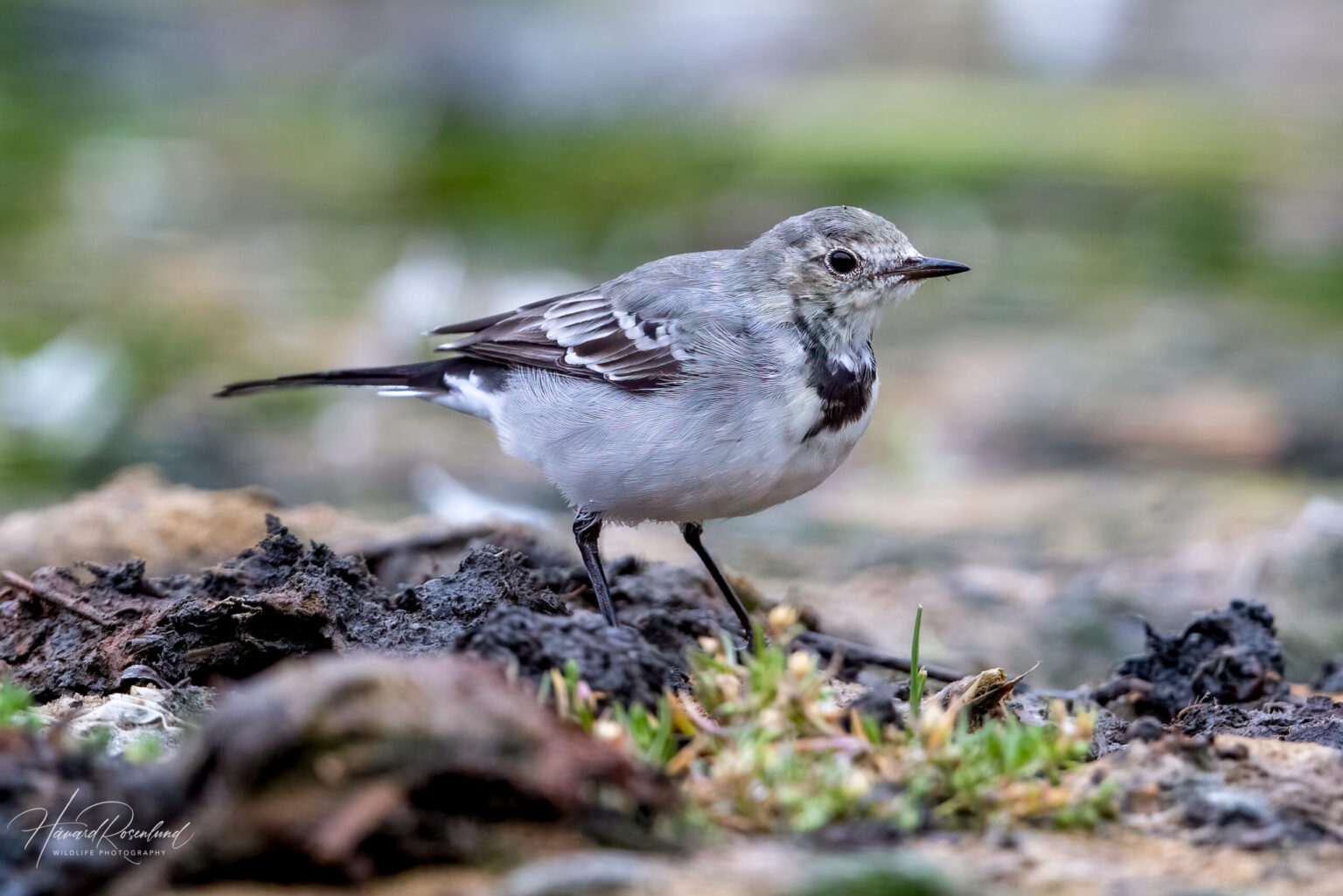 White Wagtail (Motacilla alba) - Juvenile @ Fornebu, Norway. Photo: Håvard Rosenlund