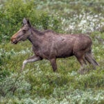Moose (Alces alces) - Female @ Fokstumyra Nature Reserve, Norway. Photo: Håvard Rosenlund