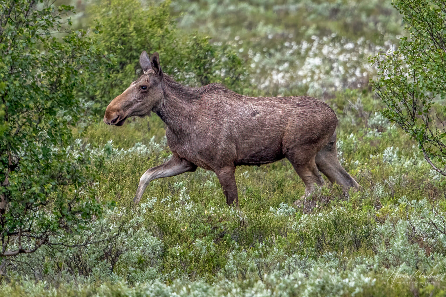 Moose (Alces alces) - Female @ Fokstumyra Nature Reserve, Norway. Photo: Håvard Rosenlund