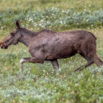 Moose (Alces alces) - Female @ Fokstumyra Nature Reserve, Norway. Photo: Håvard Rosenlund