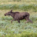 Moose (Alces alces) - Male calf @ Fokstumyra Nature Reserve, Norway. Photo: Håvard Rosenlund