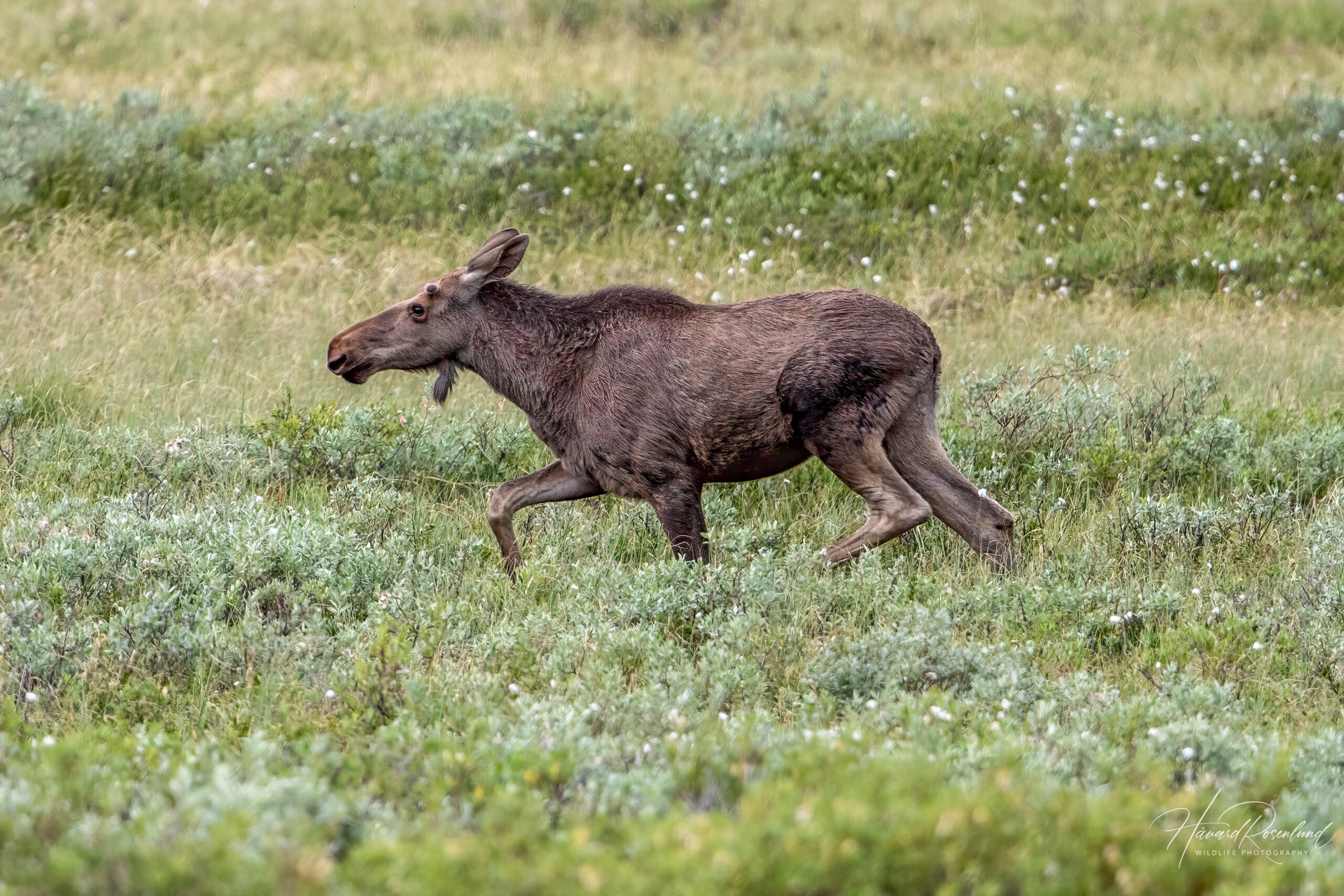 Elg (Alces alces) @ Fokstumyra Naturreservat. Foto: Håvard Rosenlund
