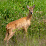European Roe Deer (Capreolus capreolus) @ Fornebu, Norway. Photo: Håvard Rosenlund