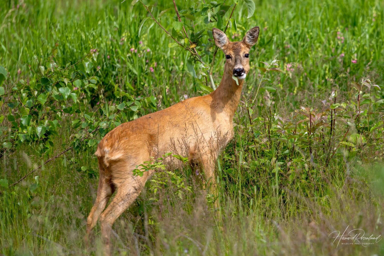 European Roe Deer (Capreolus capreolus) @ Fornebu, Norway. Photo: Håvard Rosenlund