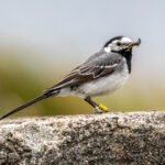 White Wagtail (Motacilla alba) @ Lista, Norway. Photo: Håvard Rosenlund