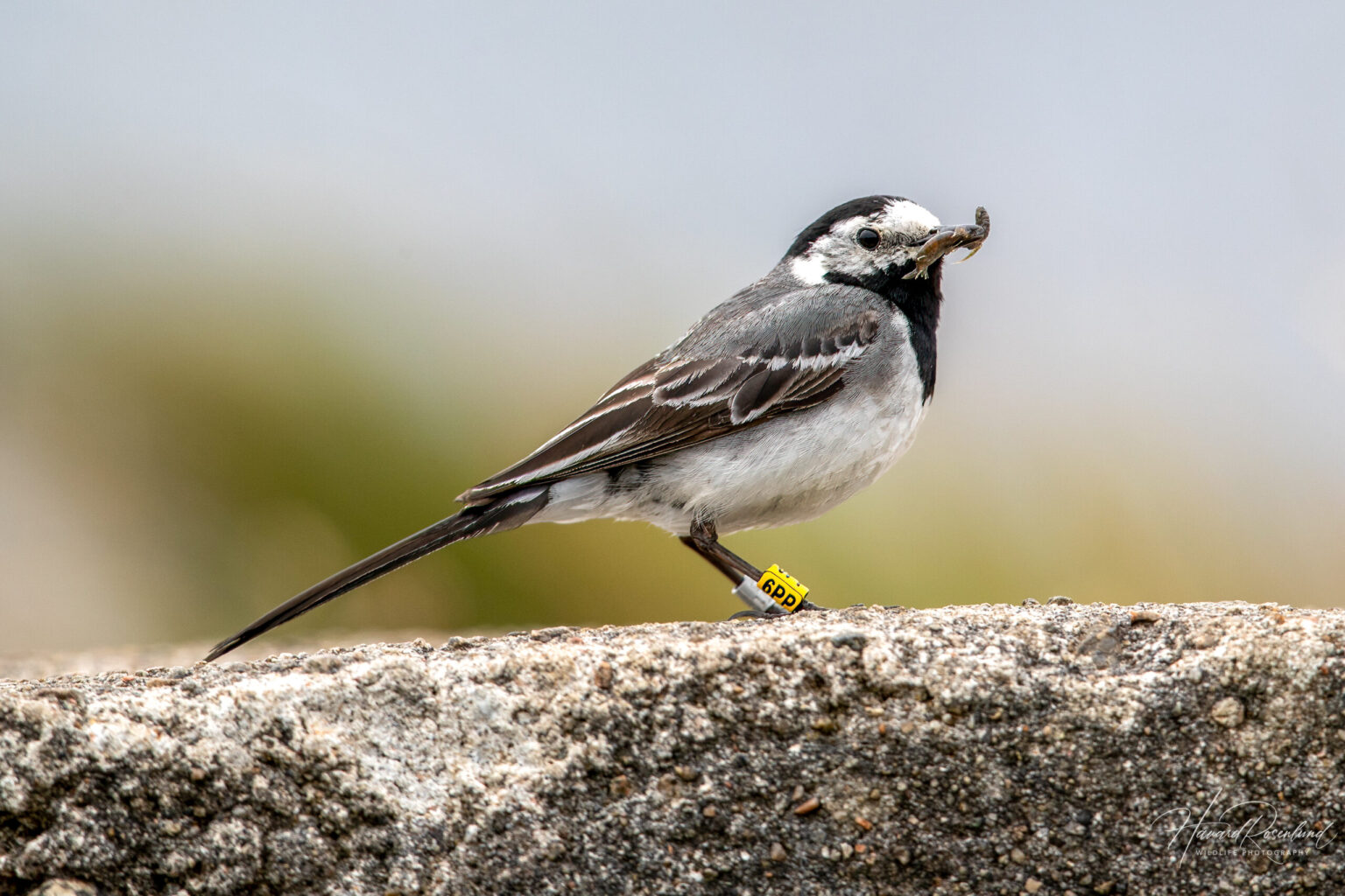White Wagtail (Motacilla alba) @ Lista, Norway. Photo: Håvard Rosenlund
