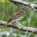 Tree Pipit (Anthus trivialis) @ Nittedal, Norway. Photo: Håvard Rosenlund