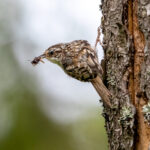 Eurasian Treecreeper (Certhia familiaris) @ Nittedal, Norway. Photo: Håvard Rosenlund