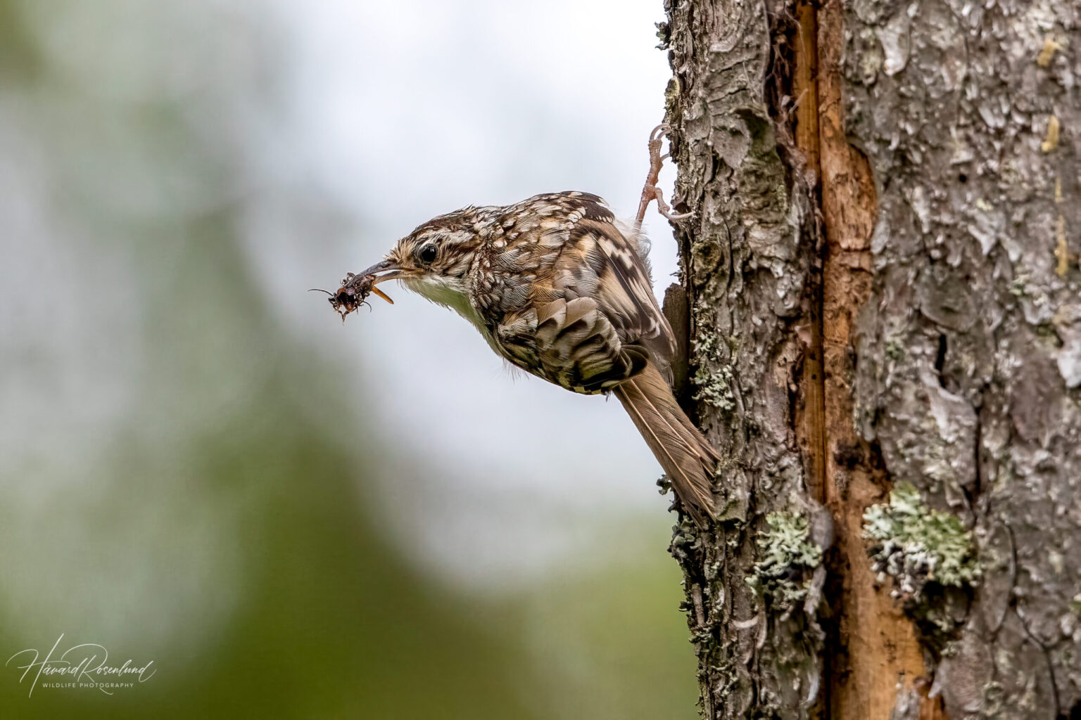 Eurasian Treecreeper (Certhia familiaris) @ Nittedal, Norway. Photo: Håvard Rosenlund