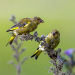 European Greenfinch (Chloris chloris) @ Fornebu, Norway. Photo: Håvard Rosenlund