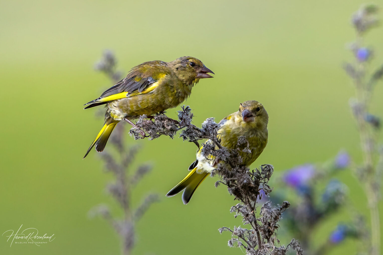 European Greenfinch (Chloris chloris) @ Fornebu, Norway. Photo: Håvard Rosenlund