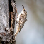Eurasian Treecreeper (Certhia familiaris) @ Nittedal, Norway. Photo: Håvard Rosenlund