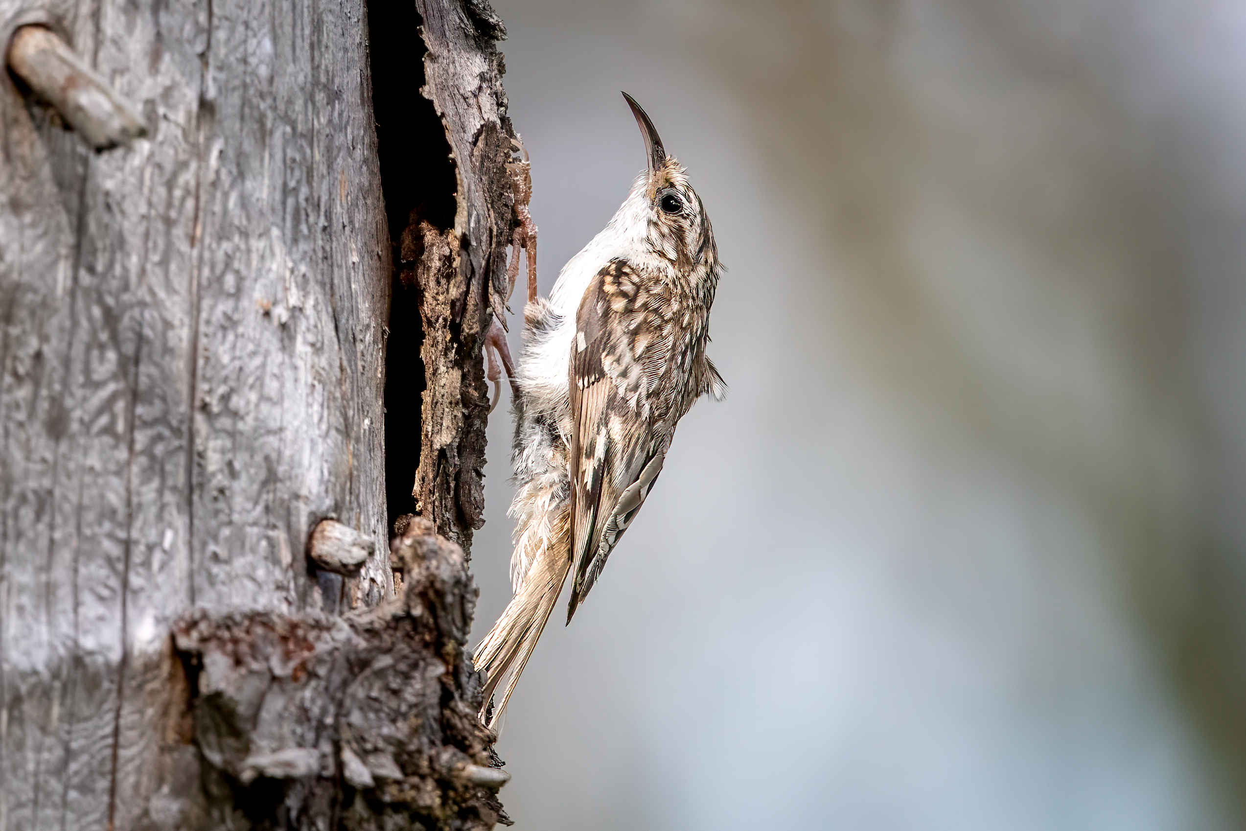 Eurasian Treecreeper (Certhia familiaris) @ Nittedal, Norway. Photo: Håvard Rosenlund