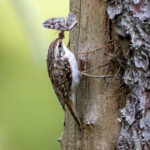 Eurasian Treecreeper (Certhia familiaris) @ Nittedal, Norway. Photo: Håvard Rosenlund