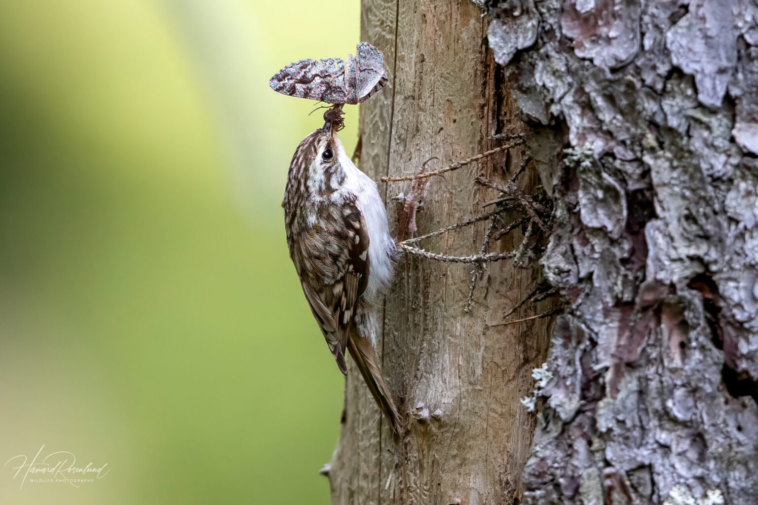 Eurasian Treecreeper (Certhia familiaris) @ Nittedal, Norway. Photo: Håvard Rosenlund