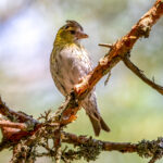 Eurasian Siskin (Spinus spinus) - Female @ Nordre Øyeren Nature Reserve, Norway. Photo: Håvard Rosenlund