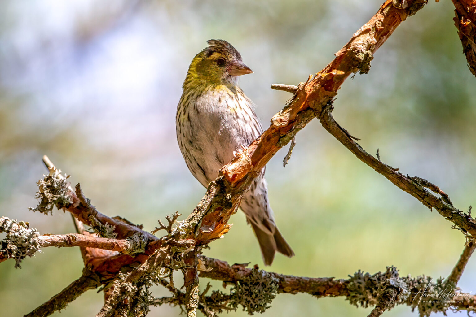 Eurasian Siskin (Spinus spinus) - Female @ Nordre Øyeren Nature Reserve, Norway. Photo: Håvard Rosenlund