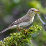Willow Warbler (Phylloscopus trochilus) @ Dovrefjell-Sunndalsfjella National Park, Norway. Photo: Håvard Rosenlund