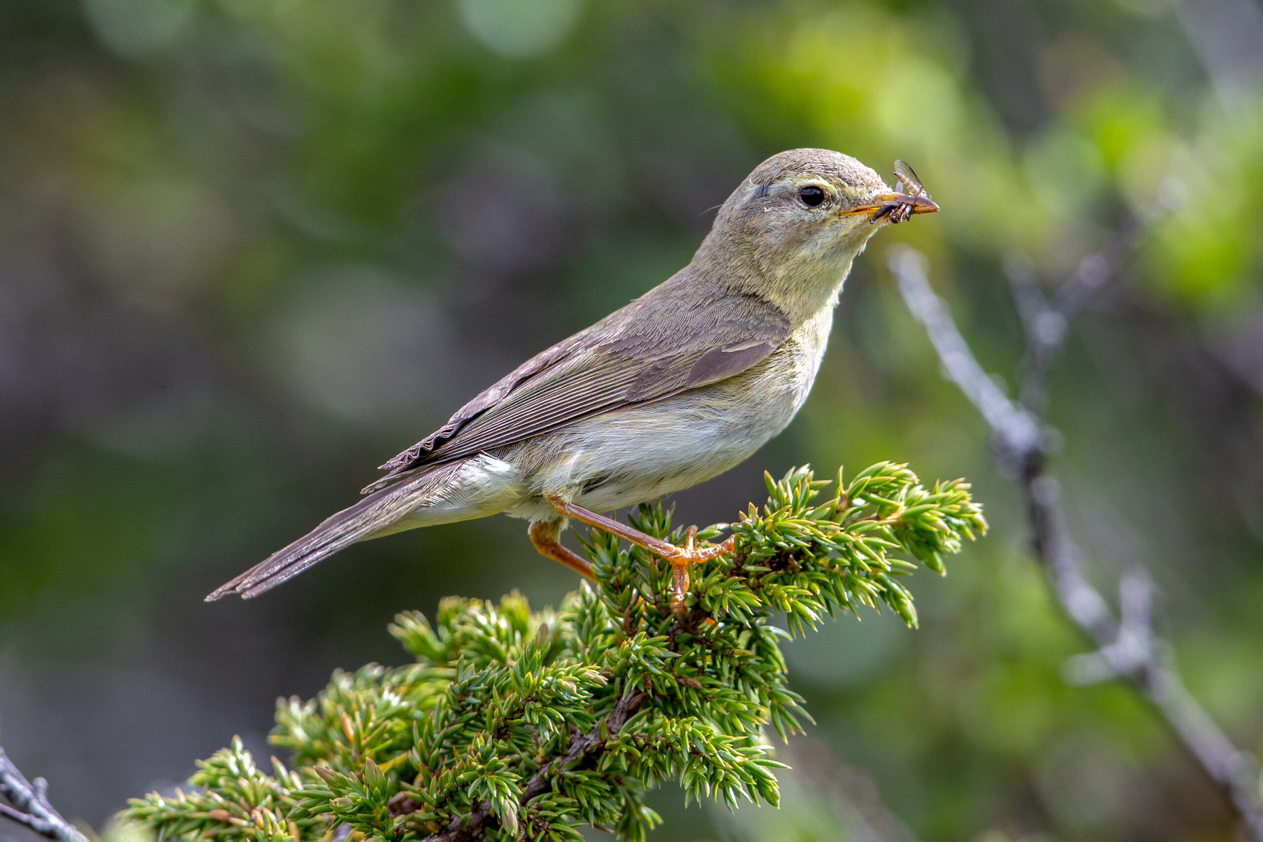 Løvsanger (Phylloscopus trochilus) @ Dovrefjell-Sunndalsfjella Nasjonalpark. Foto: Håvard Rosenlund