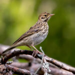Tree Pipit (Anthus trivialis) @ Nittedal, Norway. Photo: Håvard Rosenlund