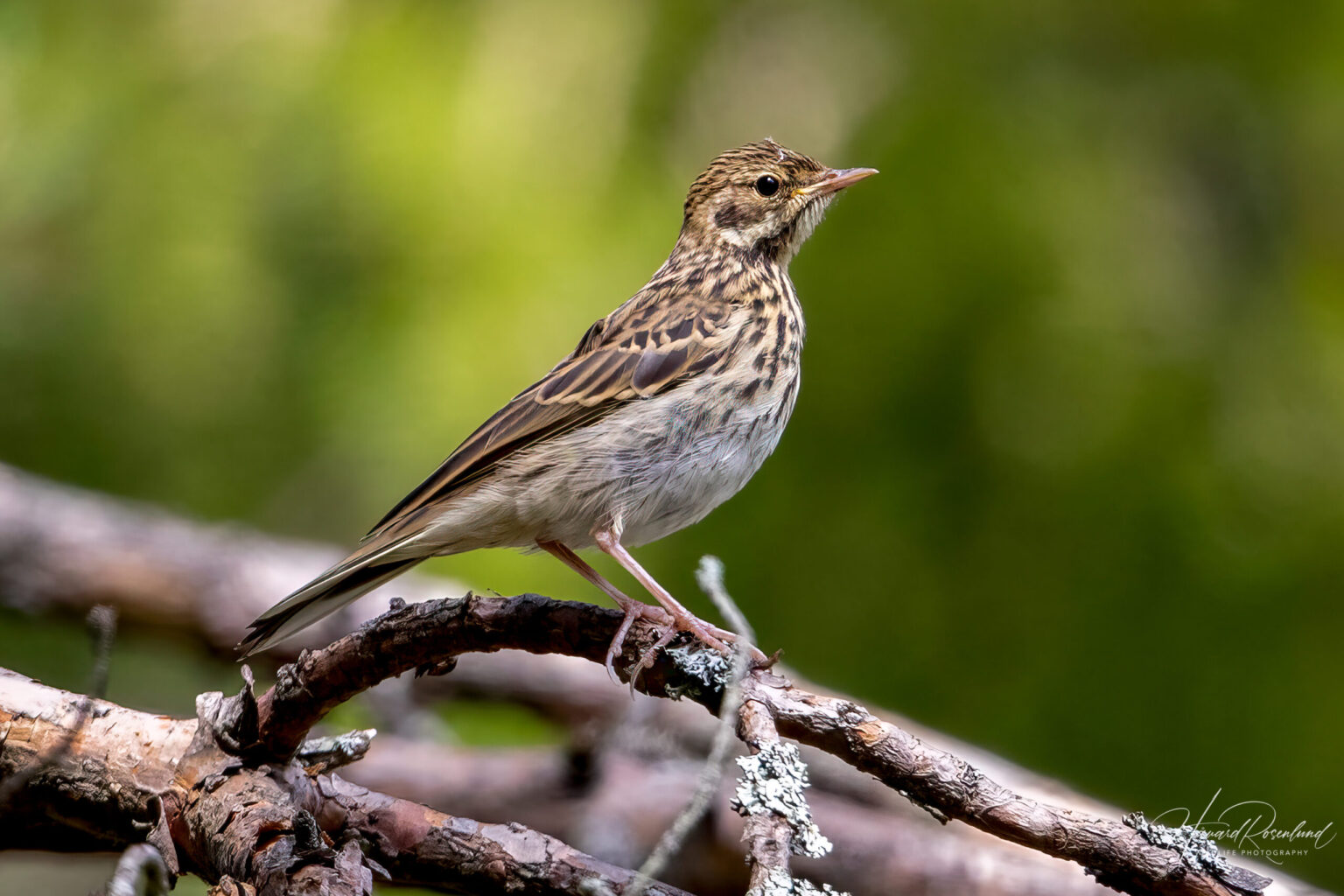 Tree Pipit (Anthus trivialis) @ Nittedal, Norway. Photo: Håvard Rosenlund