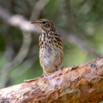 Tree Pipit (Anthus trivialis) @ Nittedal, Norway. Photo: Håvard Rosenlund