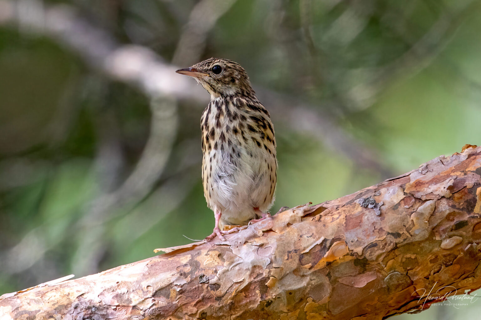 Tree Pipit (Anthus trivialis) @ Nittedal, Norway. Photo: Håvard Rosenlund
