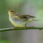 Willow Warbler (Phylloscopus trochilus) @ Nittedal, Norway. Photo: Håvard Rosenlund
