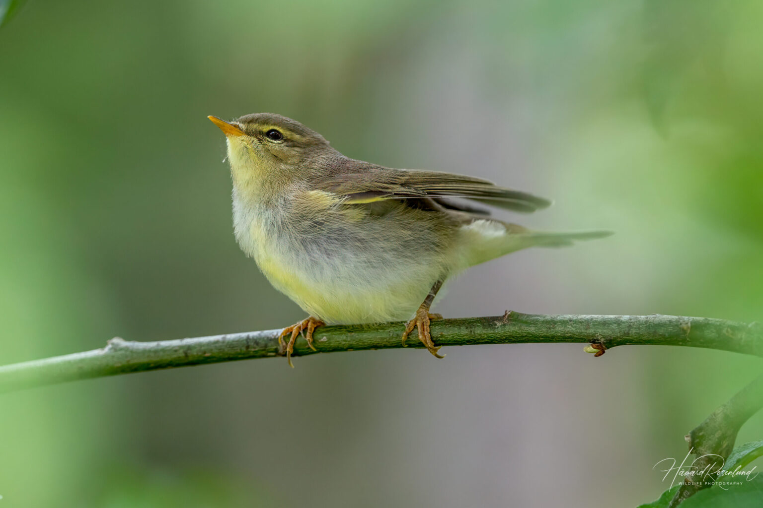Willow Warbler (Phylloscopus trochilus) @ Nittedal, Norway. Photo: Håvard Rosenlund