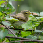 Willow Warbler (Phylloscopus trochilus) @ Nittedal, Norway. Photo: Håvard Rosenlund