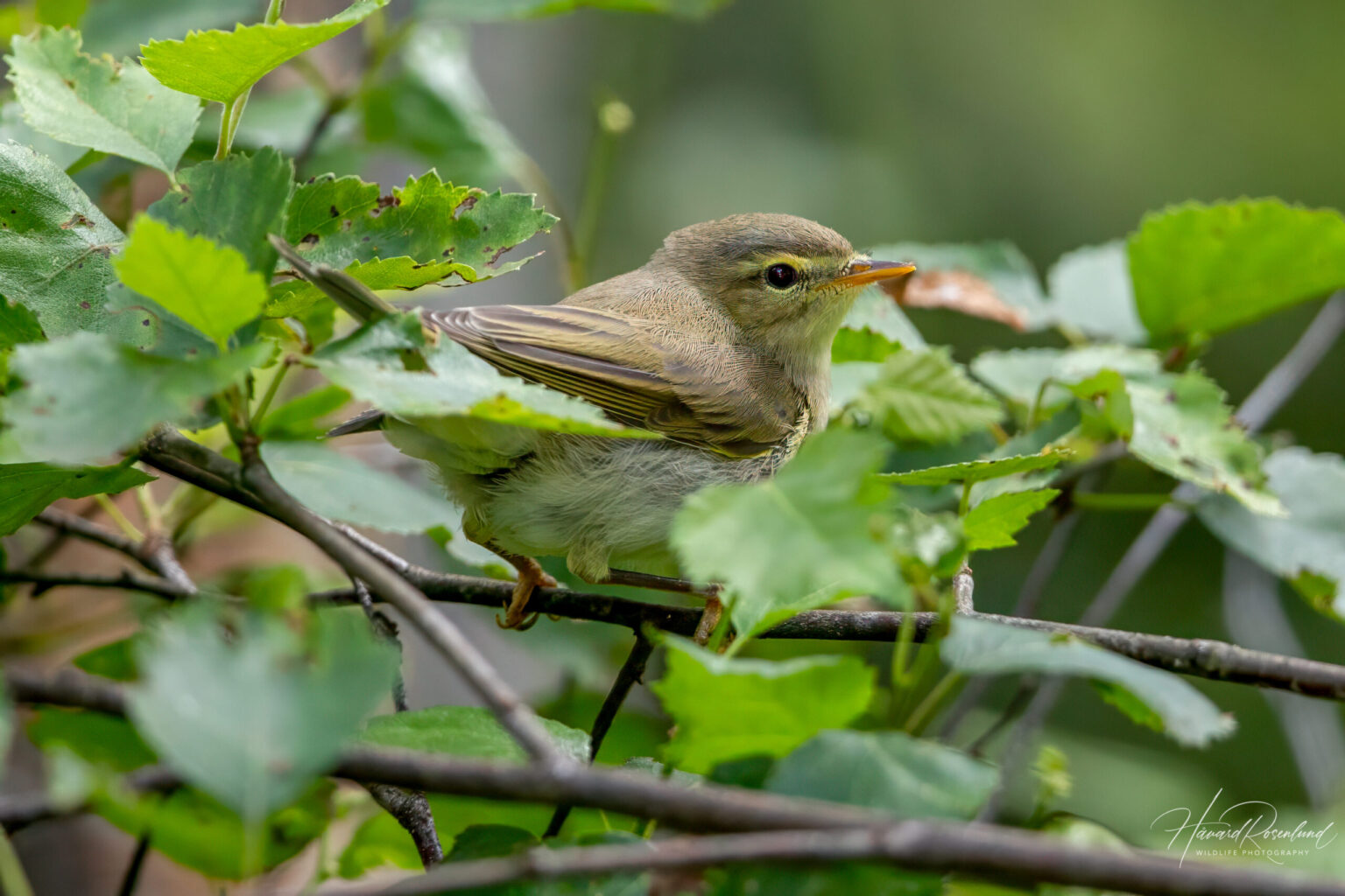Willow Warbler (Phylloscopus trochilus) @ Nittedal, Norway. Photo: Håvard Rosenlund