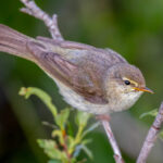 Willow Warbler (Phylloscopus trochilus) @ Fokstumyra Nature Reserve, Norway. Photo: Håvard Rosenlund