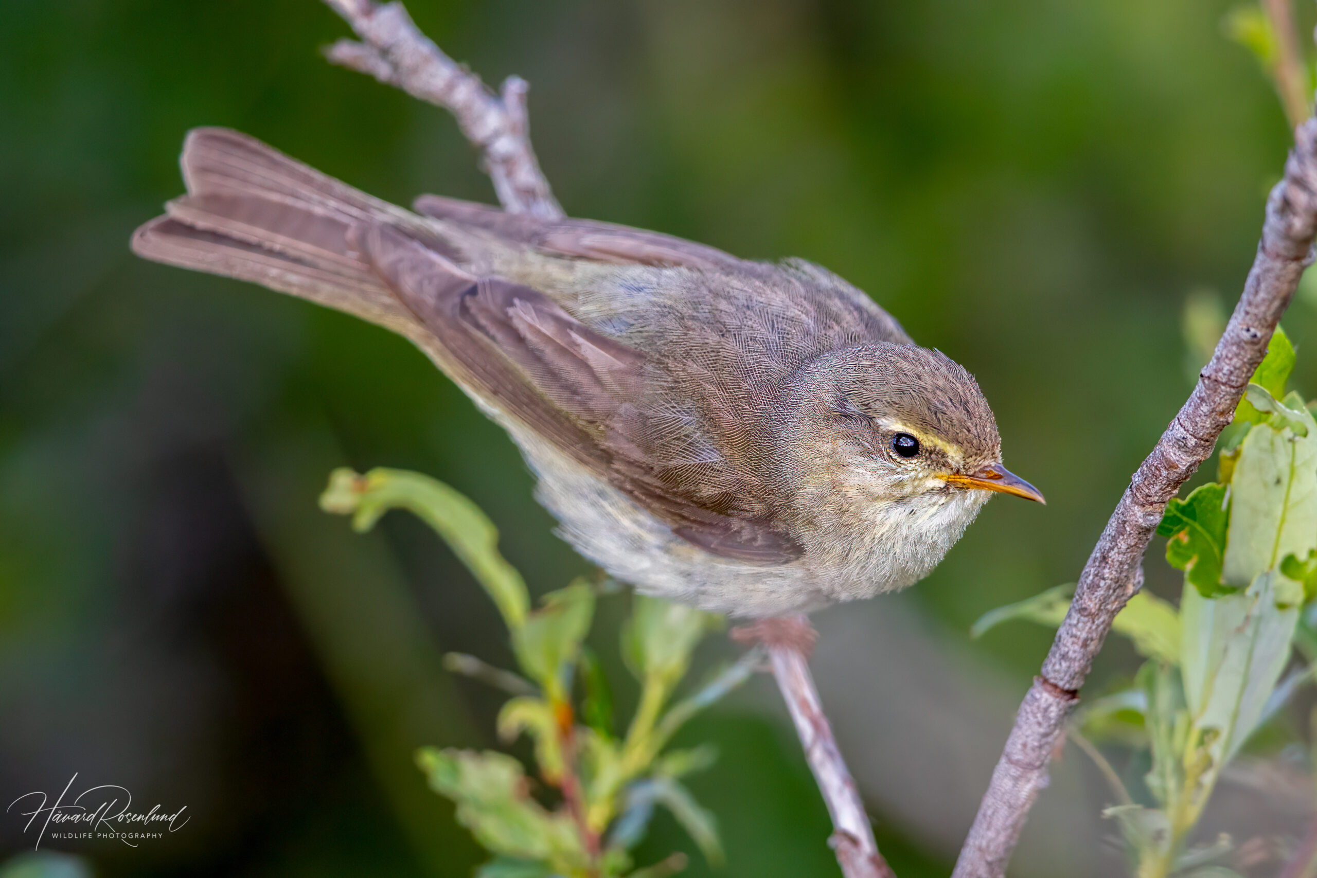 Løvsanger (Phylloscopus trochilus) @ Fokstumyra Naturreservat. Foto: Håvard Rosenlund