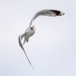 Common Gull (Larus canus) @ Fornebu, Norway. Photo: Håvard Rosenlund