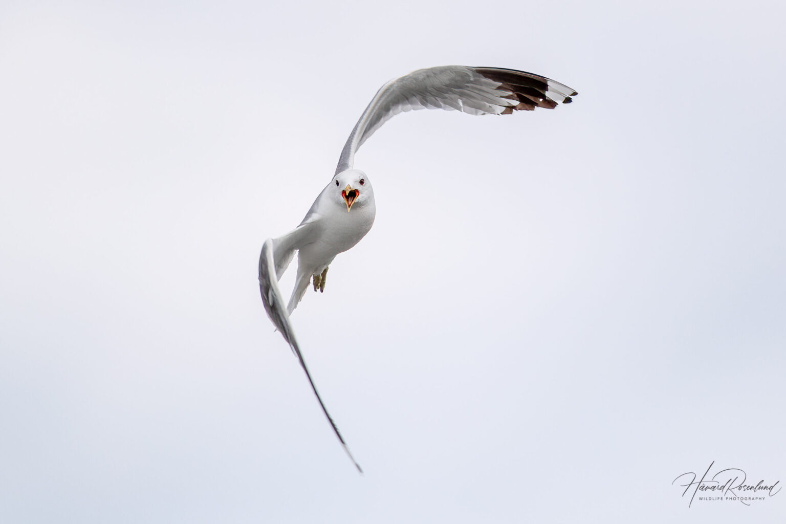 Common Gull (Larus canus) @ Fornebu, Norway. Photo: Håvard Rosenlund