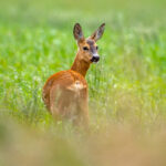 European Roe Deer (Capreolus capreolus) @ Lista, Norway. Photo: Håvard Rosenlund