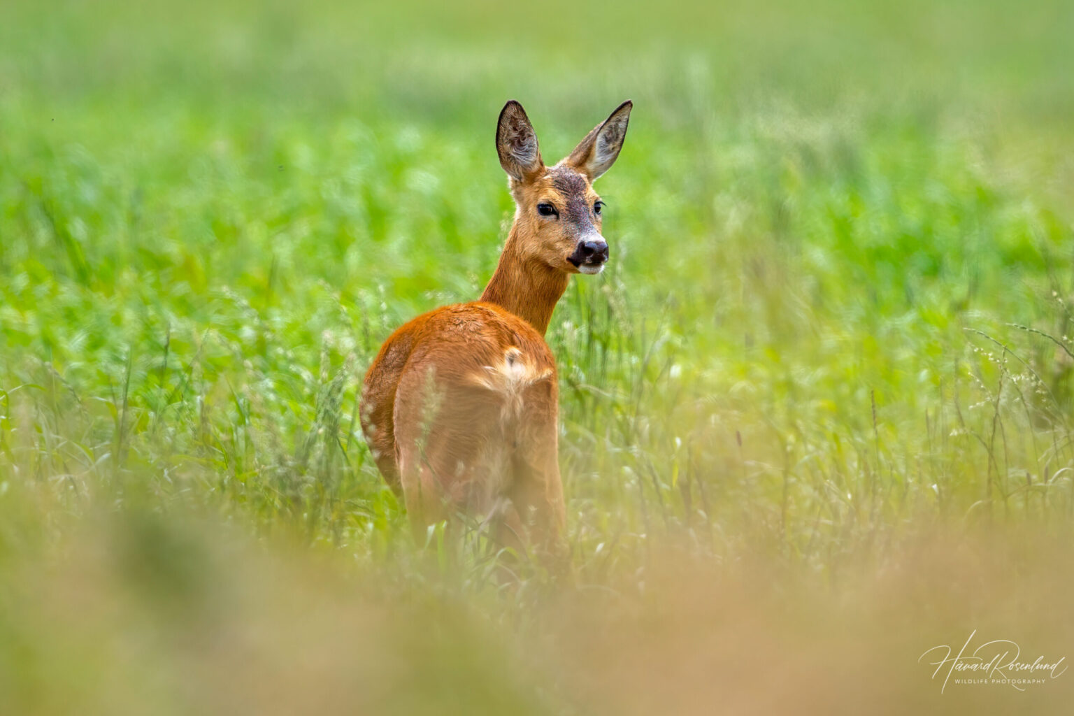 European Roe Deer (Capreolus capreolus) @ Lista, Norway. Photo: Håvard Rosenlund