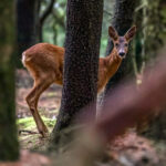 European Roe Deer (Capreolus capreolus) @ Lista, Norway. Photo: Håvard Rosenlund