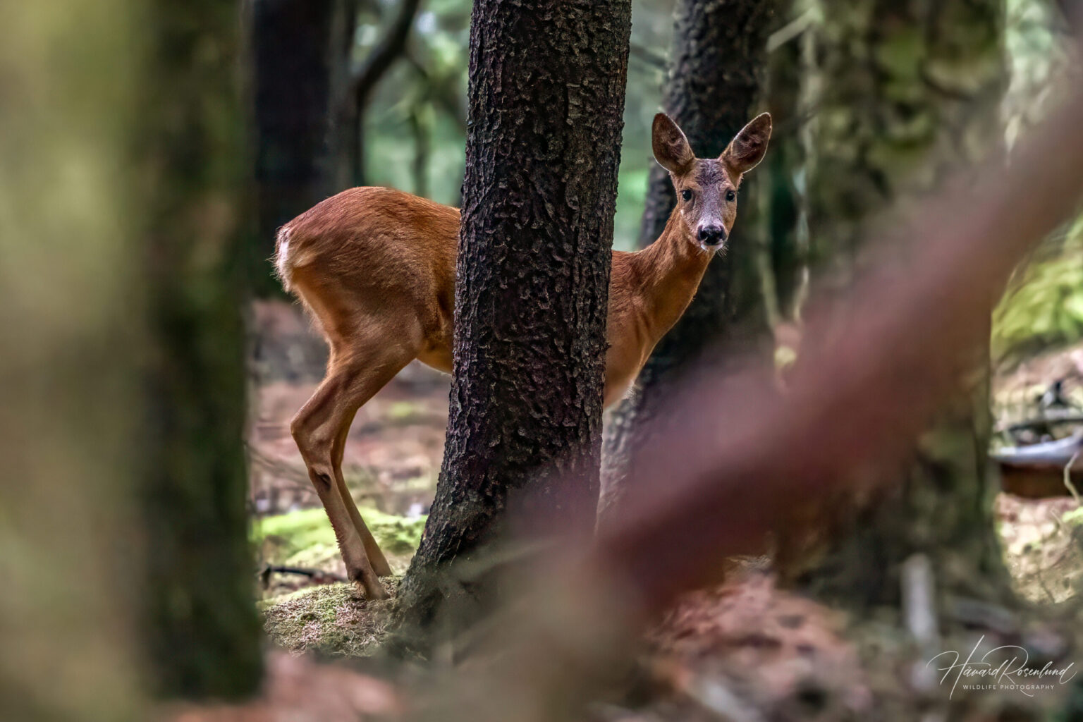 European Roe Deer (Capreolus capreolus) @ Lista, Norway. Photo: Håvard Rosenlund